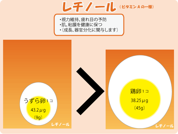 レチノールビタミンAの一種　うずら卵　1コ　43.2μg（9g）鶏卵　1コ　38.25μg（45g）・視力維持、疲れ目の予防・肌、粘膜を健康に保つ・（成長、器官分化に関与します）