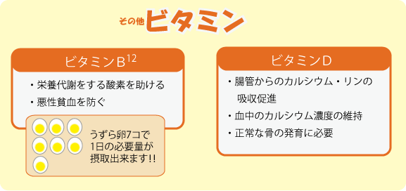 ビタミンD・腸管からのカルシウム・リンの吸収促進・血中のカルシウム濃度の維持・正常な骨の発育に必要。ビタミンB12・栄養代謝をする酸素を助ける・悪性貧血を防ぐ　うずら卵7コで1日の必要量が摂取出来ます！！